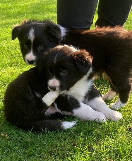 border collie puppies