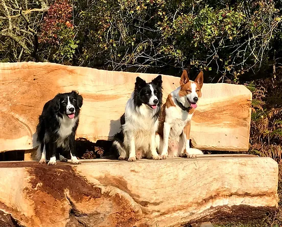 3 Border Collies Photo