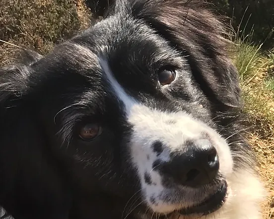 Border Collie Up Close Photo