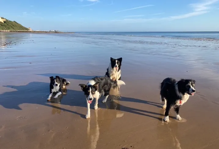 Border collie out walking in the beack